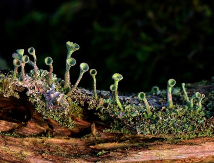 Lichen