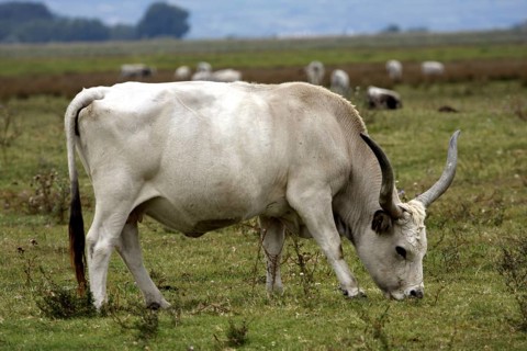 Hungarian grey cattle