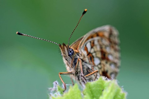 Meadowsweet mother-of-pearl butterfly