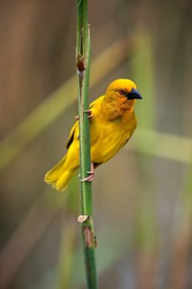 Yellow-bellied weaver