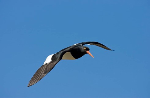 Magellanic Oystercatcher