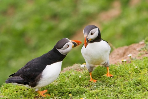 Puffin