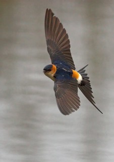 Red-rumped swallow
