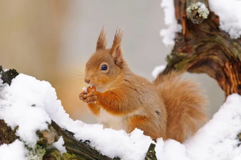 Eurasian red eurasian red squirrel