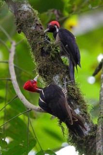 Pale-billed Woodpecker