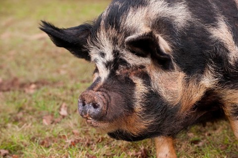 Domestic pig
