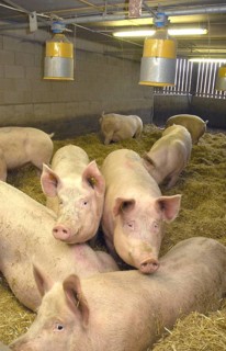 Domestic pig