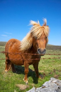 Shetland Pony