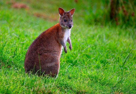 Red-necked Pademelon