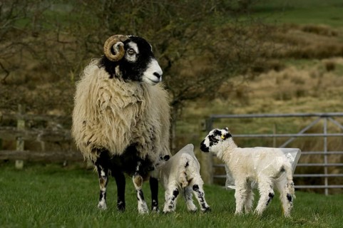 Domestic Sheep