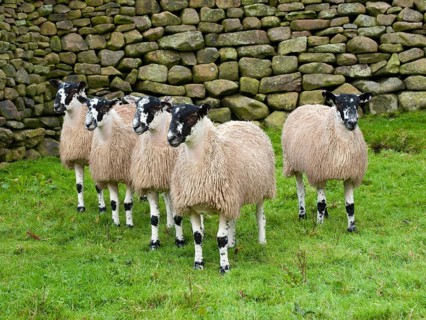 Domestic sheep