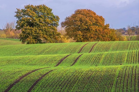 View of arable farmland with mature trees in undulating field