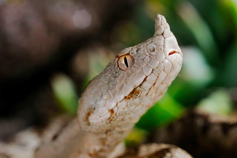 Nose-horned Viper