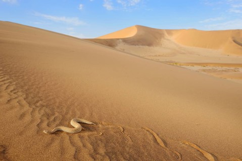 Peringuey's Adder