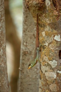 Richard's Anole
