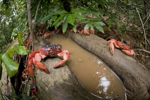 Christmas island red crab