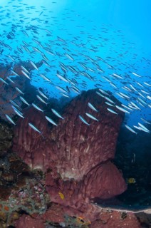 Blue-striped fusiliers