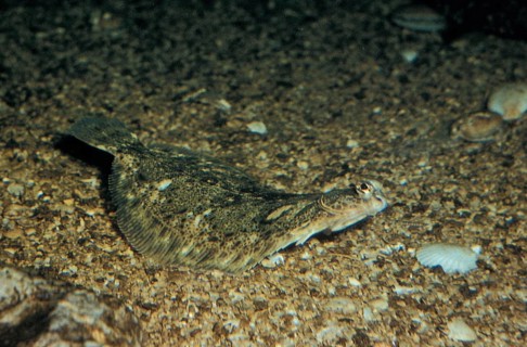 Lemon sole