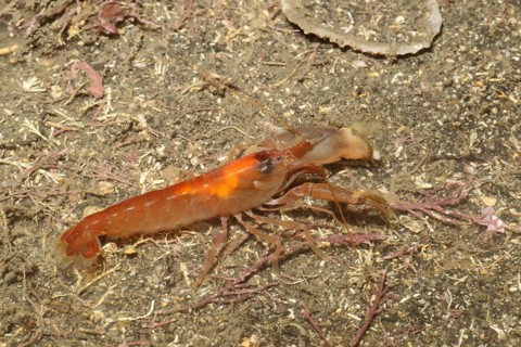 Snapping Prawn