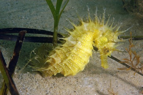 Long-snouted Seahorse