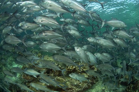 Bigeye trevally