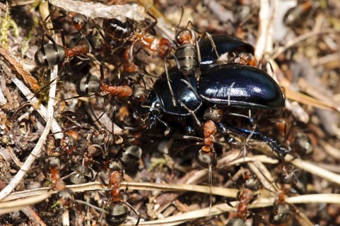 Southern Wood Ant