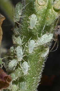 Lupine aphid