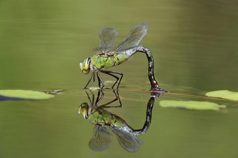 Large damselfly
