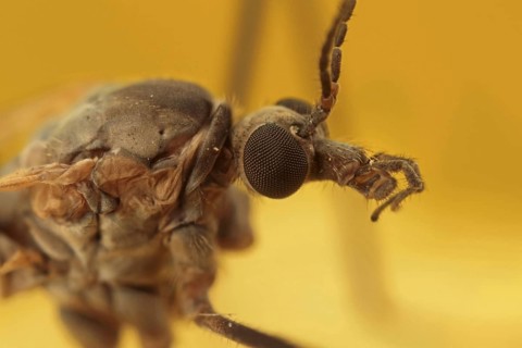 Cranefly