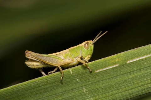 Lesser marsh grasshopper