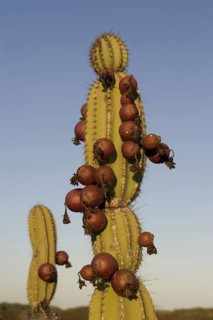 Candelabra cactus with fruit on Isabela Island