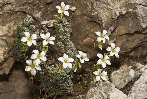 Blue-green Saxifrage