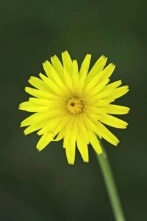 Scorzoneroides autumnalis