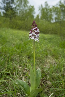 Northern marsh-orchid
