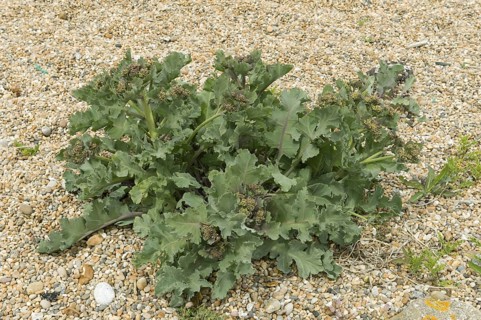 Sea kale