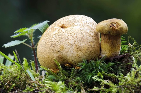 Parasitic Bolete