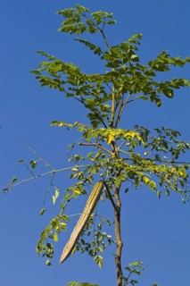 Horseradish tree