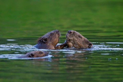 Eurasian beaver