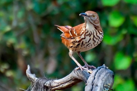 Red-backed Mockingbird