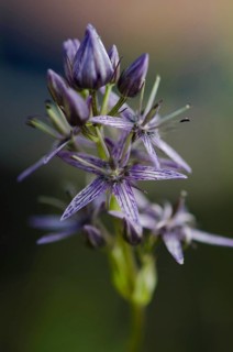 Marsh gentian