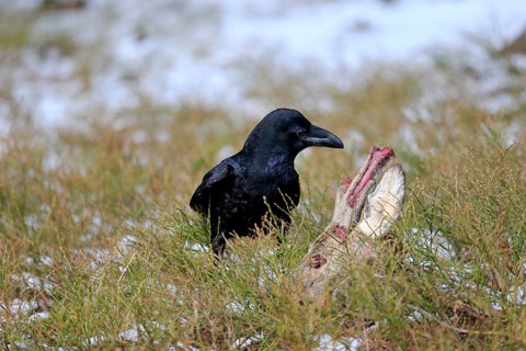 Common raven