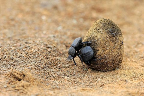 Dung beetle