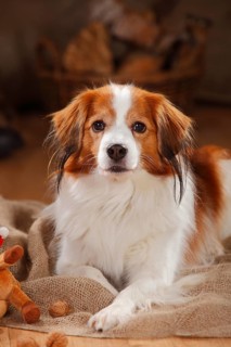 Kooikerhondje