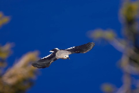 Clark's nutcracker