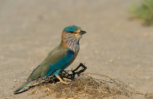 Indian indian roller