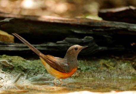 White-rumped Shama