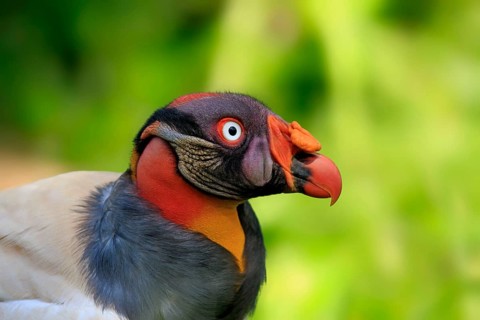 King vulture