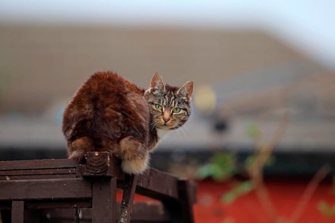 Domestic cat