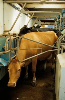 Dairy farming