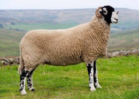 Domestic Sheep